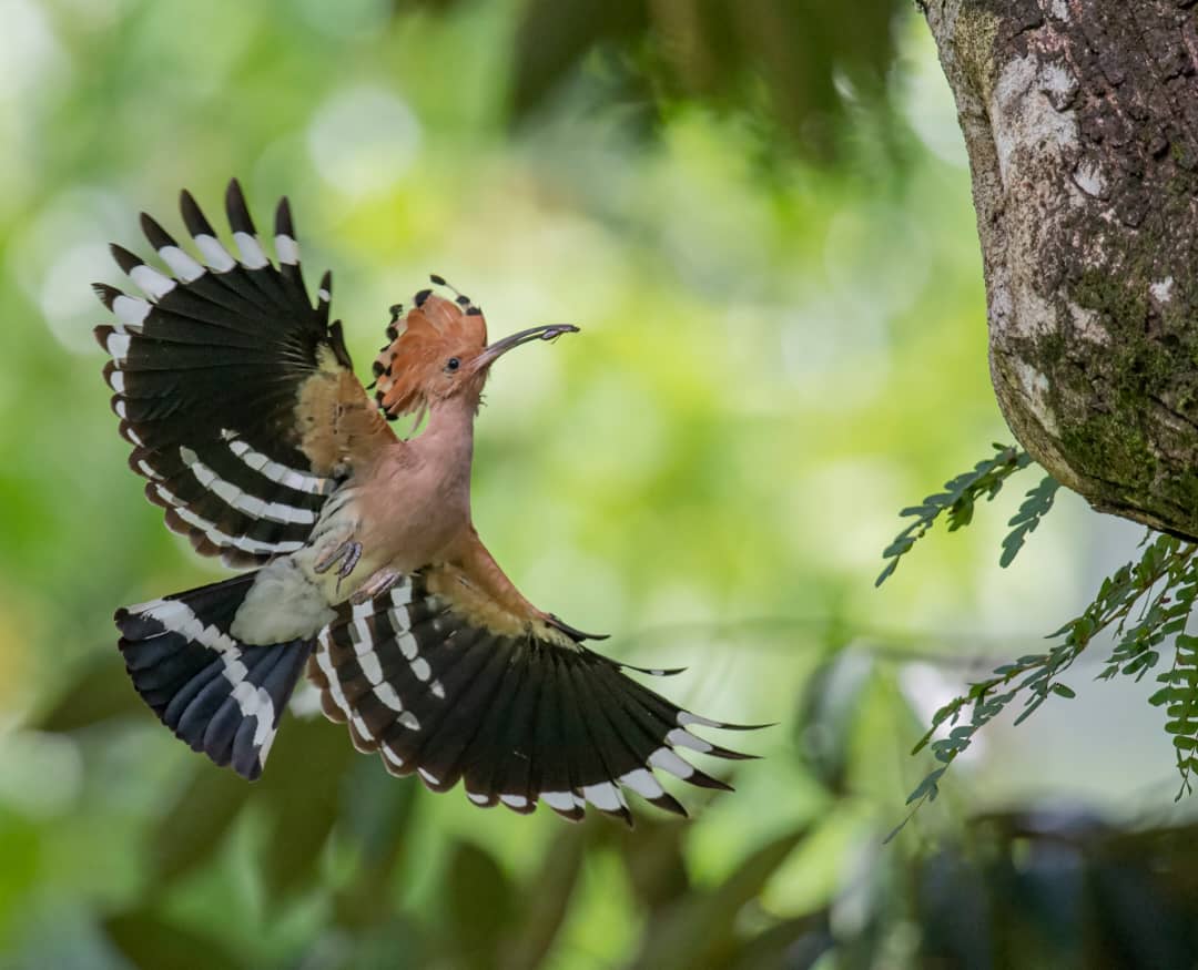 Burung hud hud