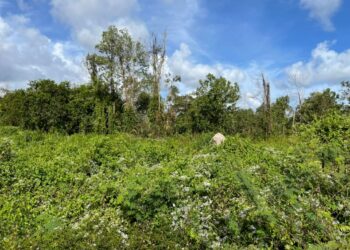 SEORANG pemuda dilaporkan hilang selepas memasuki hutan berhampiran perkampungan nelayan di Tok Bali sejak Isnin lalu. - UTUSAN/TOREK SULONG
