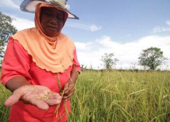 HALIJAH Dahlan menunjukkan padi angin di sawahnya di Paya Sepayang, Rompin, Pahang. – UTUSAN/ABDUL RASHID ABDUL RAHMAN