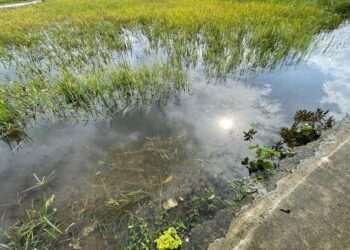 KEADAAN padi terendam air di sekitar kawasan operasi IADA di Pasir Puteh, Kelantan. – UTUSAN/TOREK SULONG