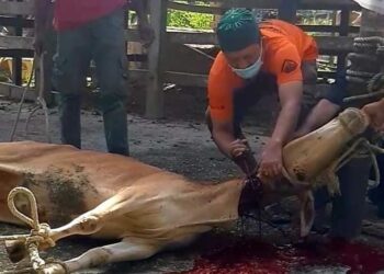 AHMAD NAZREE Shahbudin sedang memulakan sembelihan seekor ternakan lembu di sebuah tempat penyembelihan di Kampung Kuala Telang di Lipis, Pahang. - UTUSAN/HARIS FADILAH AHMAD