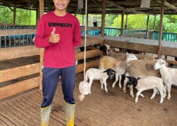 Muhammad Nurhafiz Zainal, usahawan muda yang gigih menjalankan perniagaan
haiwan ternakan kambing dan lembu di Kampung Batu 10 Cheras.