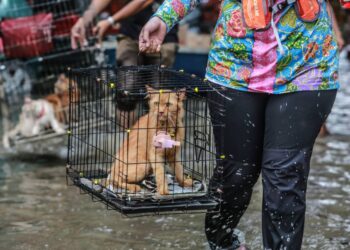 BAKTERIA yang tidak kelihatan pada pandangan mata kasar boleh dibawa oleh haiwan seperti kucing ketika banjir.  - GAMBAR HIASAN/AFIQ RAZALI