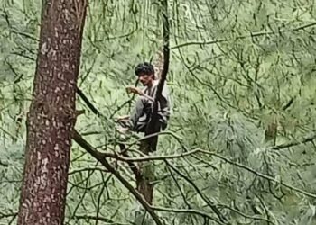 TANGKAP layar video menunjukkan seorang lelaki memanjat pokok pinus di Pemalang, Jawa Tengah dan bertahan selama 10 hari di atasnya sebelum turun. - AGENSI