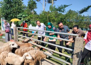 AQIM MARZUKI (dua dari kiri) dan  Muhamad Nasir Pahmi (tengah)  memberi makan biri-biri yang diternak di Taman Ruminan CQP di Kluang.