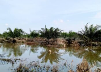 KAWASAN kebun kelapa sawit di Kampung Pogoh, Segamat yang masih digenangi banjir termenung.