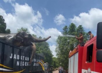 PASUKAN  Bomba dan Penyelamat Renggam memberikan pancutan air ke atas dua ekor gajah denak yang membantu mengiringi seekor gajah untuk dipindahkan ke habitat asalnya ole Jabatan Perhilitan di Kluang.