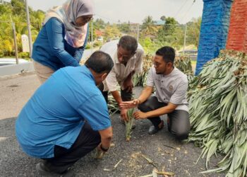 SHEIKH OMAR BAGHARIB ALI (kanan) melihat benih nanas MD2 yang diberikan kepada komuniti Felda Bukit Ramun, Kota Tinggi.