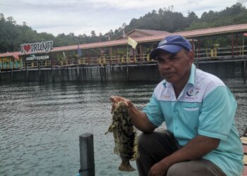 Irunji Parija memegang ikan kerapu yang diternak di Irunji Agrotourism.