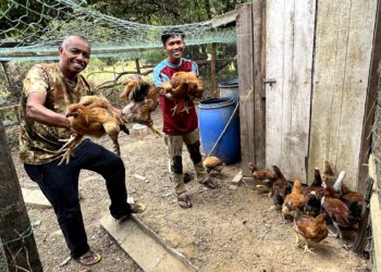 ZAMIRUL Ikmar Ab. Zahar (kanan) bersama Pengerusi Majlis Pengurusan Komuniti Kampung (MPKK) Kampung Chennah, Rosmadi Arif (kiri) menunjukkan ayam kampung ternakannya yang mendapat sambutan menggalakkan sempena hari Mantai ketika ditemui di Kampung Chalin, Jelebu.-UTUSAN/ZAKKINA WATI AHMAD TARMIZI.