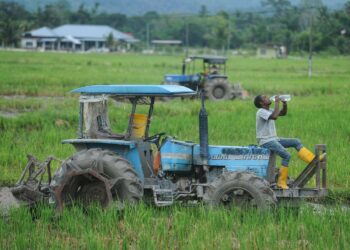 SEORANG pekerja pembawa jentera di sawah padi meneguk air bagi menghilangkan dahaga susulan cuaca panas di Kampung Lonek, Jempol hari ini.-UTUSAN/MOHD. SHAHJEHAN MAAMIN.