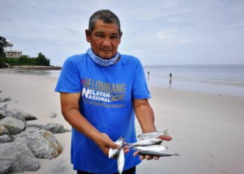 TAHIR Yaakob menunjukkan ikan belanak yang dijala di pantai Teluk Kemang, Port Dickson, semalam.
– UTUSAN/ZAKKINA WATI AHMAD TARMIZI