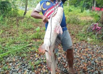NAJID Abu menunjukkan ikan baung ekor merah hasil tangkapan menggunakan taut di Sungai Jelai  berdekatan Kampung Tanjung Buluh di Lipis, Pahang. - UTUSAN/HARIS FADILAH AHMAD