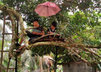 MUHAMAD Akif Norhisam (kiri) bersama adiknya, Muhamad Haziq memanjat pokok semata-mata mahu mencari liputan internet di kawasan rumah mereka di Kampung Parit Puasa, Parit Sulong, Batu Pahat, Johor.