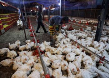 Peladang didakwa mencatukan bekalan ayam ke pasaran bagi meningkat harga jualan sehingga RM11 sekilogram. - Gambar hiasan