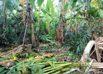 SEBAHAGIAN pokok pisang yang dirosakkan gajah liar sehingga mengakibatkan penduduk menanggung kerugian di Kampung Tenang, Segamat, Johor. – FOTO/FARAHWAHIDA AHMAD