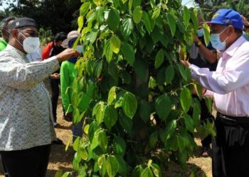 MOHD. Khairuddin Aman Razali (kiri) melihat pokok lada hitam sempena lawatan kerja ke Ladang Lada di Felda Inas Utara, Kulai, Johor. - UTUSAN/RAJA JAAFAR ALI