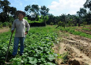 BEKAS juruterbang Malaysia Airlines Berhad, Abu Bakar Hassan, 60, mengusahakan kebunnya selepas ditamatkan perkhidmatan juruterbang MAB di kebunnya di Parit Badak, Seri Medan, Batu Pahat, Johor.- UTUSAN/ RAJA JAAFAR ALI