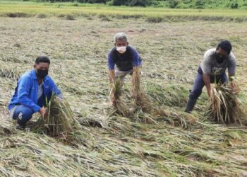 AHMAD Sarbani Abdullah (kiri) bersama rakannya menunjuk sebahagian padi mereka yang rosak di Kampung Apil, Pokok Sena, Alor Setar, Kedah, semalam. - FOTO/MOHD. RIFAAT ABD. HAMID