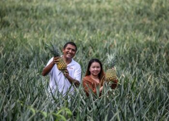 Sumontri Aisen bersama isterinya Yew Zhi Shin menunjukkan buah nanas MD2 yang diusahakan mereka di Naka, Kuala Nerang.