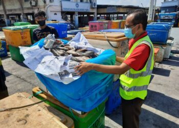 IKAN ketutu dan kelah yang cuba dibawa masuk tanpa permit dari Indonesia melalui Pelabuhan Lumut hari ini. - IHSAN MAQIS
