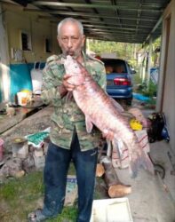 Tangkap Spesies Kelah Paling Mahal Selepas Banjir Nelayan Untung Rm3 100 Utusan Malaysia