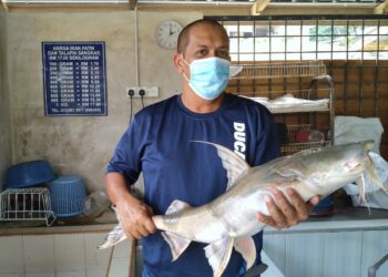 AZMI Ahmad Mahir menunjukkan ikan kenerak seberat sembilan kilogram yang ditangkap di Sungai Jelai berdekatan Kampung Ganding di Lipis, Pahang. - UTUSAN/HARIS FADILAH AHMAD