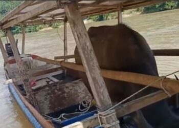 SEEKOR kerbau betina berjaya dinaikkan ke atas perahu kajang untuk dipindahkan ke lokasi lain di Kampung Kucing, Ulu Tembeling di Jerantut, Pahang. - UTUSAN/HARIS FADILAH AHMAD