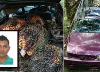  POLIS meminta bantuan orang ramai untuk mengesan Mohd. Zulkefli Shahari (gambar) atau dikenali dengan nama Angah Pendek bagi membantu siasatan berkaitan kes curi buah sawit di  Ladang Sawit Felda Raja Alias 5, Jempol, Negeri Sembilan,  baru-baru ini. - IHSAN POLIS