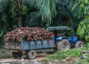INDUSTRI sawit negara berisiko ketinggalan dengan pesaing lain jika urusan pengambilan buruh asing untuk bekerja di sektor itu terus perlahan dan tidak dise­gerakan.