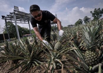 AGENDA pertanian negara terus diperkukuhkan dengan pendekatan baharu agar lebih dinamik, berdaya saing, bercorak komersial, ekonomik dan berteknologi tinggi. – UTUSAN/FAIZ ALIF AHMAD ZUBIR