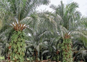 KEKURANGAN pekerja asing untuk menuai menyebabkan buah tandan segar (BTS) yang sepatutnya dituai dalam tempoh dua pusingan sebulan membusuk di pokok.