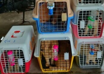 SEBAHAGIAN anjing seludup yang dirampas semasa melalui SJR Lalang Pepuyu, Bukit Bunga, Tanah Merah, Kelantan, kelmarin. - FOTO/IHSAN PDRM