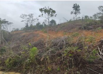 TANDAK air di Kampung Gong Menkelih, Pasir Puteh keruh bukan disebabkan pembalakan di HSK Ulu Sat, sebaliknya kerana kerja-kerja penebangan pokok getah dan penolakan tanah oleh pihak Felcra Teratak Batu. - FOTO/IHSAN JABATAN PERHUTANAN KELANTAN