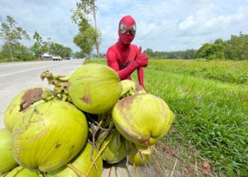 IRFAN Zimie yang memakai kostum Spiderman hanya mampu termenung ekoran jualan pelbagai jenis minuman termasuk air kelapa muda tidak laku di Jalan Bypass Pasir Puteh, Kelantan. - UTUSAN/TOREK SULONG