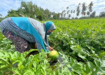 SAFIAH Mansor memetik  tembikai yang digenangi air di Kampung Kandis, Bachok, Kelantan, hari ini. - UTUSAN/TOREK SULONG