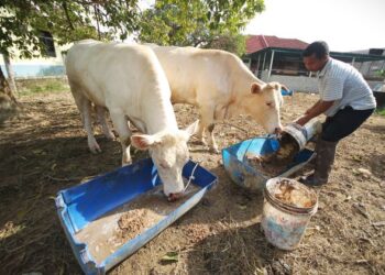 HARGA dedak yang meningkat sehingga 30 peratus sejak tahun lalu memberi tekanan kepada penternak ketika kerajaan masih dilihat tidak berupaya mengawalnya.