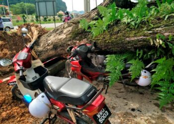 SEORANG penungggang motosikal yang melalui Jalan Persiaran Raya di sini terselamat daripada dihempap pokok tumbang, pagi ini.