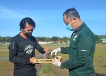 PENOLONG Pegawai Jabatan Perlindungan Hidupan Liar dan Taman Negara (Perhilitan) Langkawi,. Mohd. Nazri Amran (kanan) melihat bangkai burung ciak rumah yang mati akibat diracun yang ditemukan Shahrizan Saad.