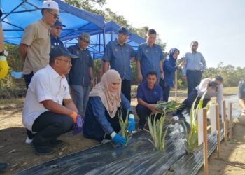 NORIDAH Abdul Halim menanam nanas ketika melawat Tapak Projek Ekonomi KRT di Kampung Gunung, Ajil, Hulu Terengganu, hari ini. - UTUSAN/NOOR HAYATI MAMAT