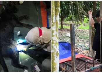 SEEKOR harimau kumbang betina seberat 40 kilogram ditangkap sepasukan anggota Jabatan Perhilitan Negeri Sembilan, selepas haiwan itu memasuki perangkap yang dipasang di Kampung Bayai Baru, Batu Kikir, Jempol pada 30 Oktober lalu.