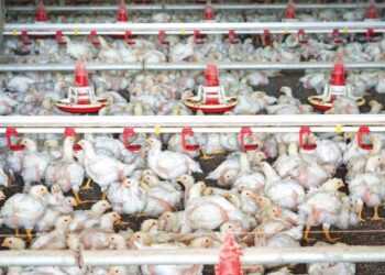 KARTEL dan penternak ayam bersepadu atau integrator didakwa menjual ayam di ladang melebihi harga kawalan.