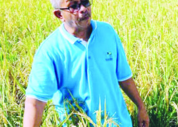 RAMLI Abdun menunjukkan padi yang rosak kerana diserang penyakit hawar bulir bakteria di Kampung Prit Teropong, Bandar Baharu, Kedah.