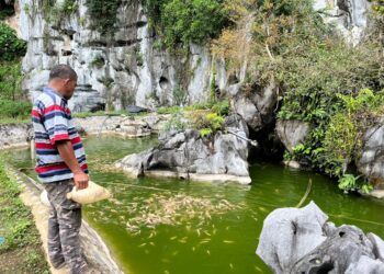 MOHD. Saiful Basri Mat Yaakob memberi makanan kepada ikan kelah dan tilapia di kolam ternakannya di Kampung Lepan Jaya, Gua Musang semalam. – UTUSAN/AIMUNI TUAN LAH