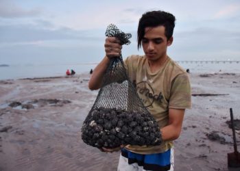 MOHD. Danial Kamal Mohd. menunjukkan kepah yang diperoleh di Pantai Keluang, Bayan Lepas, semalam. – UTUSAN/AMIR IRSYAD OMAR