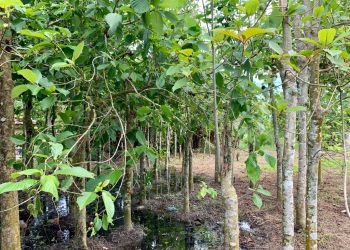 TANAMAN tetum di kawasan rumah menjadi perkara biasa di Perlis dan Kedah, namun yang menjadi masalah apabila daun berkenaan disalahgunakan untuk tujuan yang menyalahi undang-undang. - UTUSAN/ MOHD. HAFIZ ABD. MUTALIB