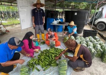 MOHD. Zulharman Zakaria (berdiri) melihat ahli PPK Gua Musang membungkus timun sebelum memasarkannya di sekitar Gua Musang, Kelantan. - FOTO/AIMUNI TUAN LAH