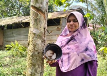 AZIZAH Shafien menunjukkan susu getah kurang disebabkan cuaca panas ketika tinjauan di Kampung Serongga Pasir Mas, Kelantan, semalam. - FOTO/ROHANA ISMAIL