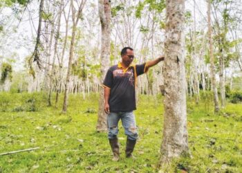 AZMI Jusoh meninjau keadaan kebun getah miliknya yang ditenggelami banjir pada Disember lalu di Kampung Serongga, Pasir Mas, Kelantan. - FOTO/ROHANA ISMAIL