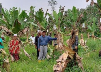 BEBERAPA pekebun melihat tanaman pisang yang dimusnahkan oleh gajah liar di Jalan Subong, Rancangan Pemulihan Tanah (RPT) Kesedar Sungai Terah, Gua Musang, Kelantan, hari ini. - AIMUNI TUAN LAH
